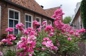 Dictamnus - Gas Plant, Burning Bush, Perennials Guide to Planting Flowers