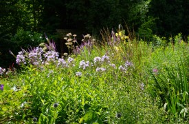 Doronicum - Perennial Plant, How to grow