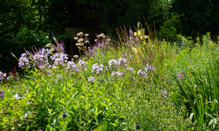 Doronicum - Perennial Plant, How to grow