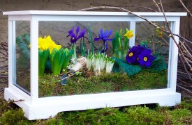 Easy to grow Primula
