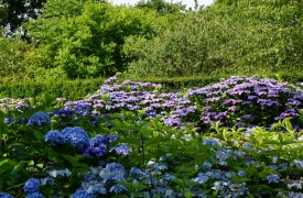Erysimum - Perennial Plant, How to grow