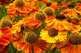 Trollius - Perennial Plant, How to grow