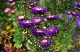 Annual Gardening and Garden Design