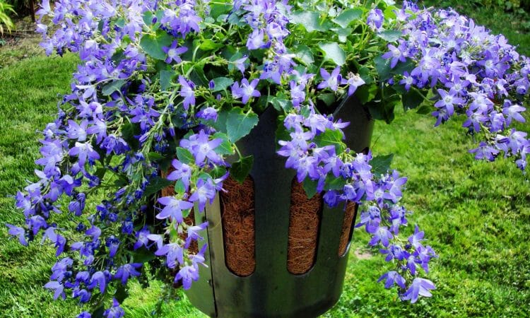 Winter Protection for Plants