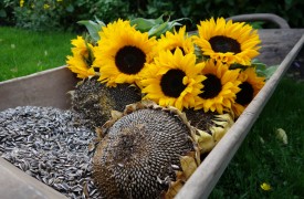 Spring Blooming Minatures