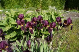 BUSY, BUSY  - Gardening