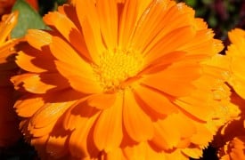 Tropical Plant Treasures