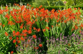 Euphorbia - Perennial Plant, How to grow