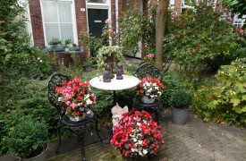 Extreme Perennials - Late Season