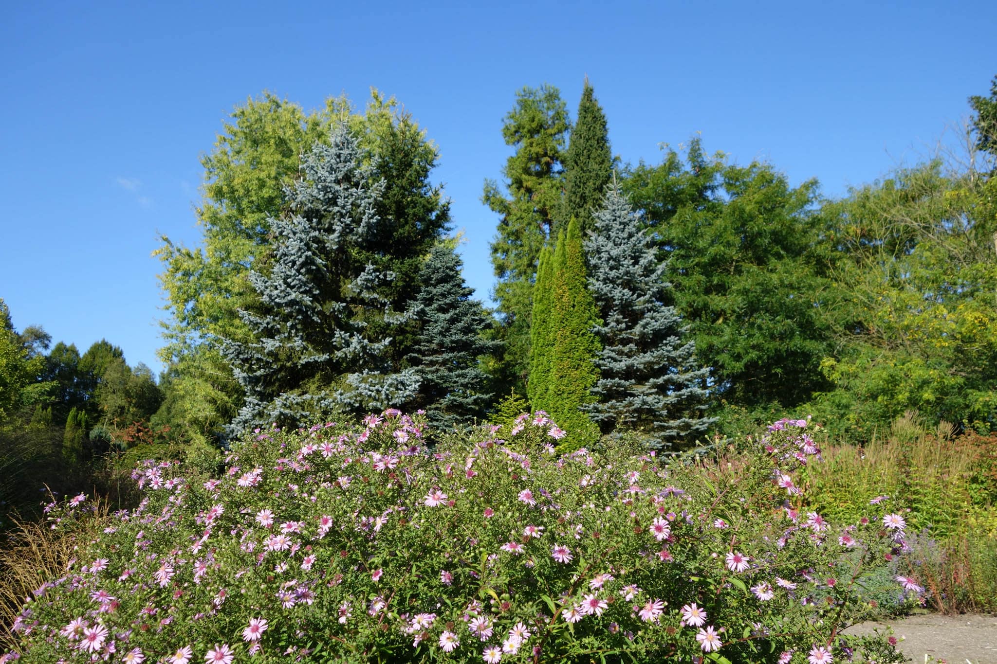 Fabulous Fir Trees to Plant