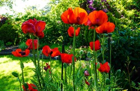 Feeling guilty about your garden