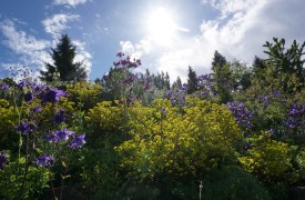 FLEUR DE LYS  - Gardening