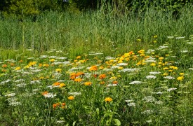 Galega - Perennial Plant, How to grow