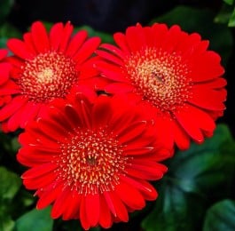 Garden Loam Potting Soil