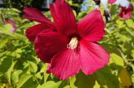 Gardeners wand to know