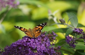 Gardening Articles