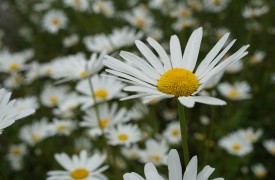 Gardening at the End of Summer