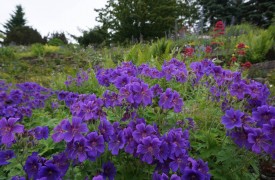 Gardening Gifts for the Gardener