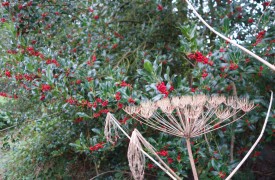 Gardening in a Drought