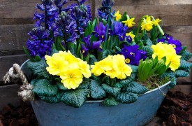 Gardening with Jennifer Moore