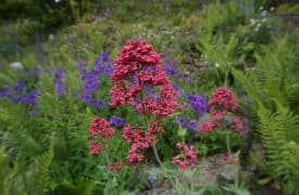 Gardens Among Us