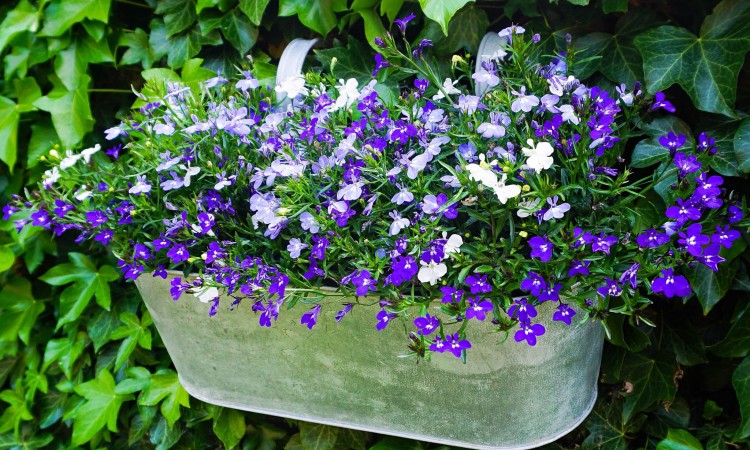 Gardens in Bloom