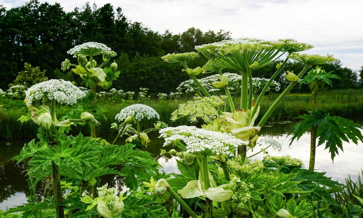 GREEN UNDERPINNINGS