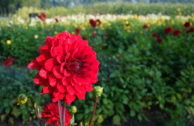 Have your water and garden