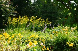 Helianthus - Perennial Plant, How to grow