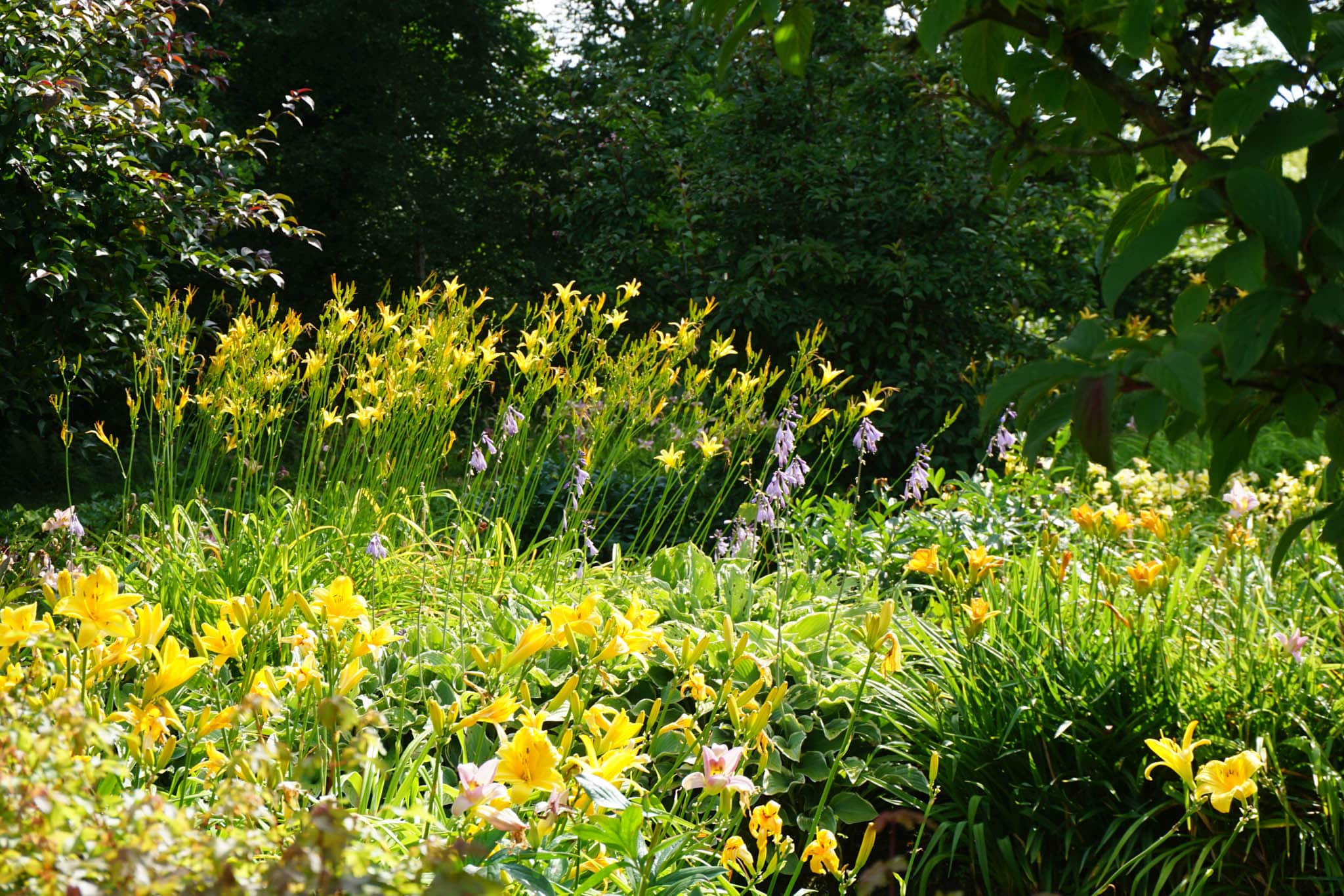 Helianthus - Perennial Plant, How to grow - Professional Gardening Tips