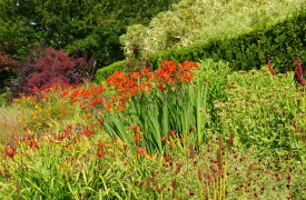 Heliopsis - Perennial Plant, How to grow