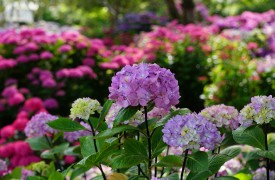 Heracleum - Perennial Plant, How to grow