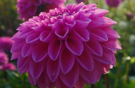 Hiring a Landscape Professional