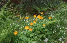 HOLIDAY BLOSSOMS - Gardening