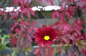 Holiday Safety and other December Gardening Tips