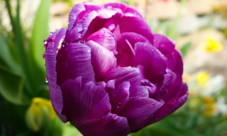 How to care for a Rose per Season