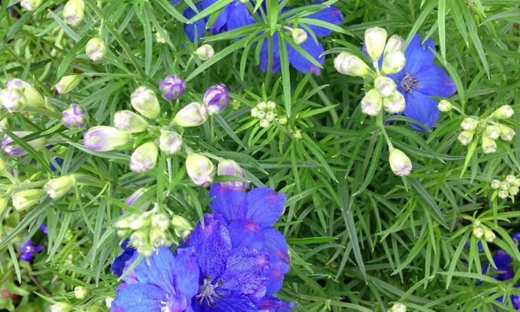 How to Grow a Herb Garden From Seed