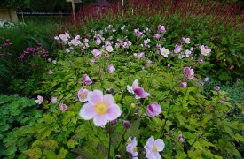 How to grow Astrantia (as-tran-te-a)