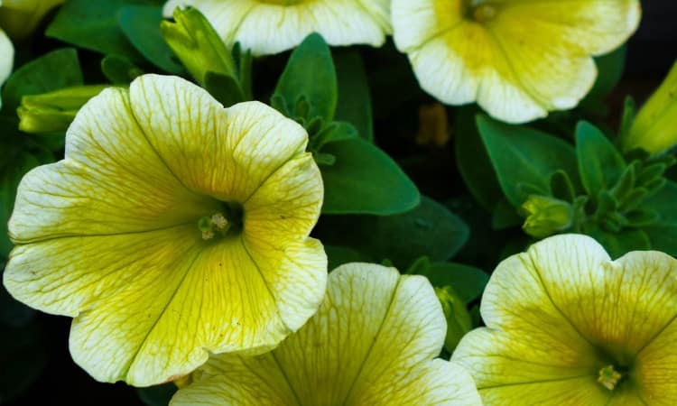 How To Grow Atlantic Giant Pumpkins