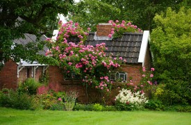 How to grow Rhubarb plant