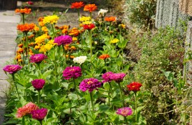 How to plant Egg plant