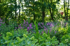 Iris Explosion