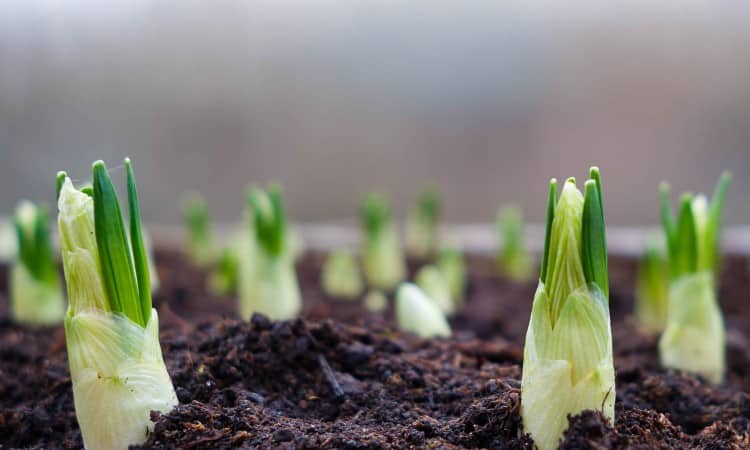 Iris grown throughout the seasons