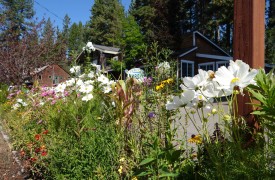 Keeping Ahead of Powdery Mildew