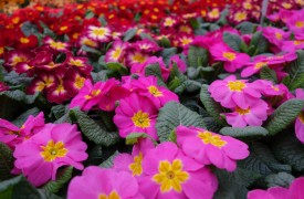 Keeping Garden Maintenance Low
