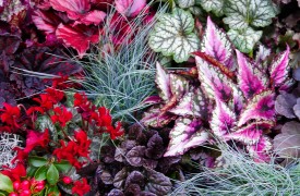 Latin Garden Names - Species Plantarum