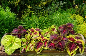 Longwood Gardens