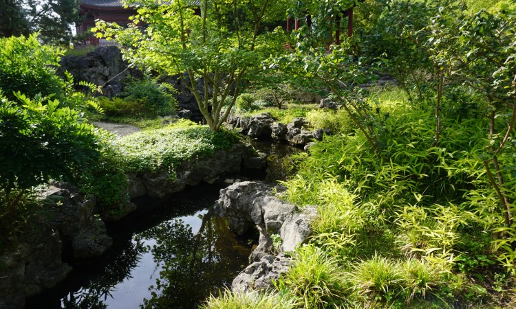 Lychnis - Perennial Plant, How to grow