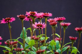 Lythrum Loosestrife - Perennial Plant, How to grow