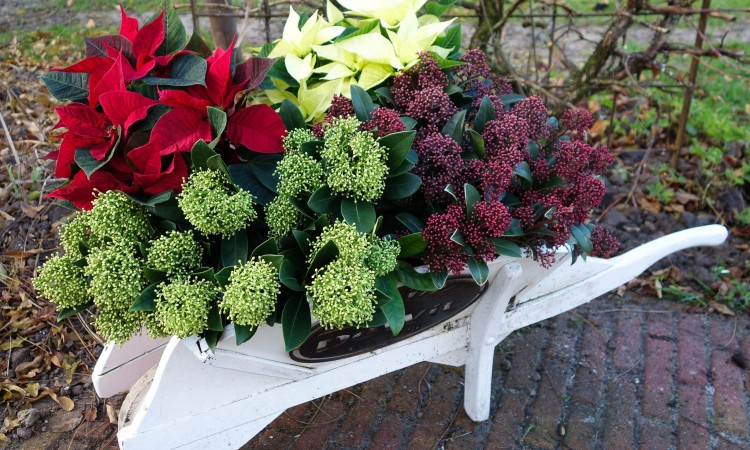 Many spring bloomers available to a gardener